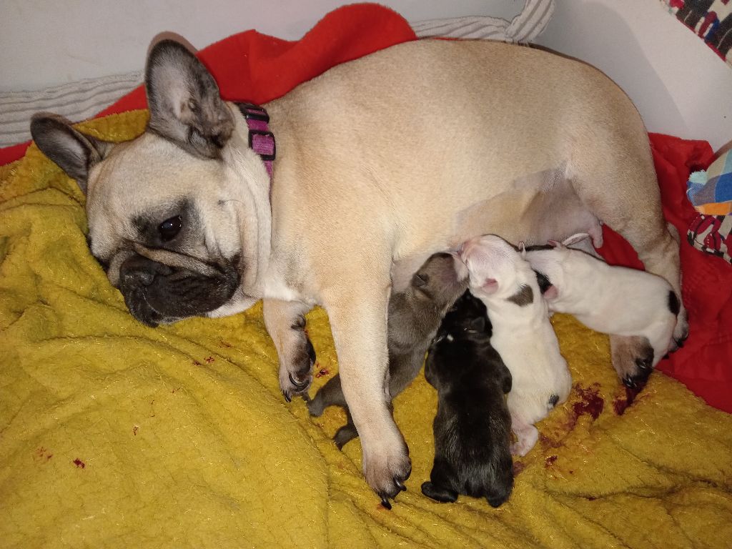 Opalys Bulls - Naissance bébés bouledogue francais