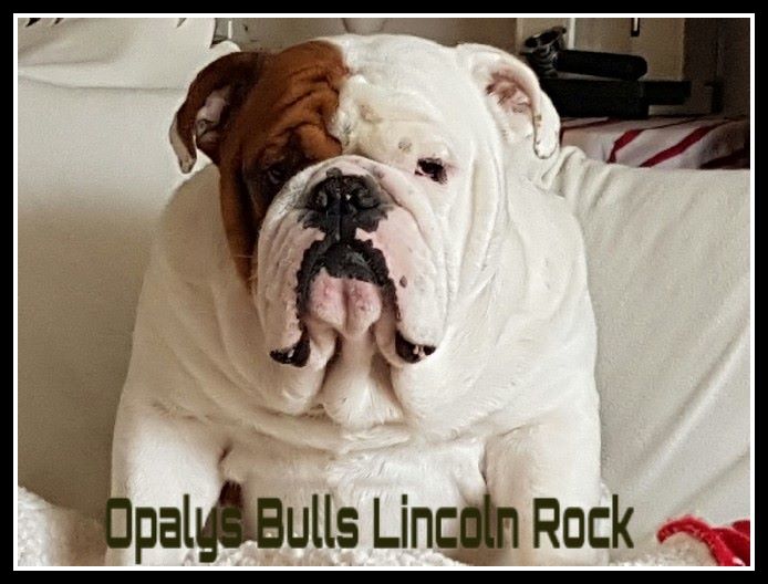 Opalys Bulls Lincoln rock