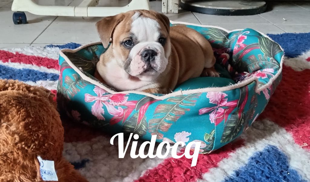 Opalys Bulls - Chiot disponible  - Bulldog Anglais