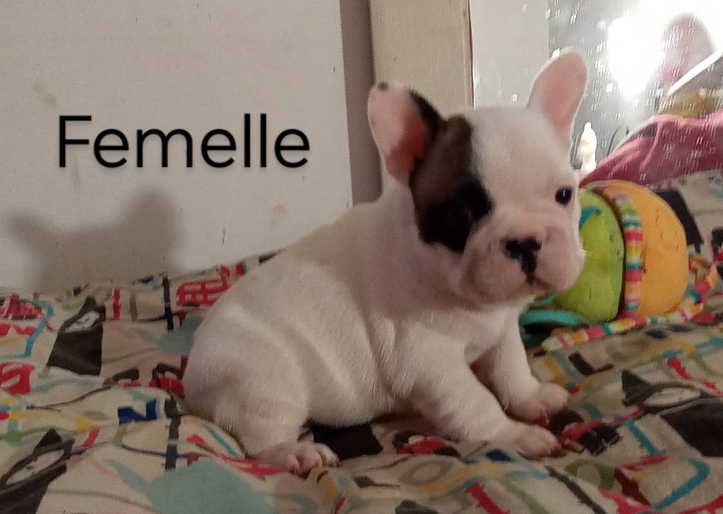 Opalys Bulls - Chiot disponible  - Bouledogue français