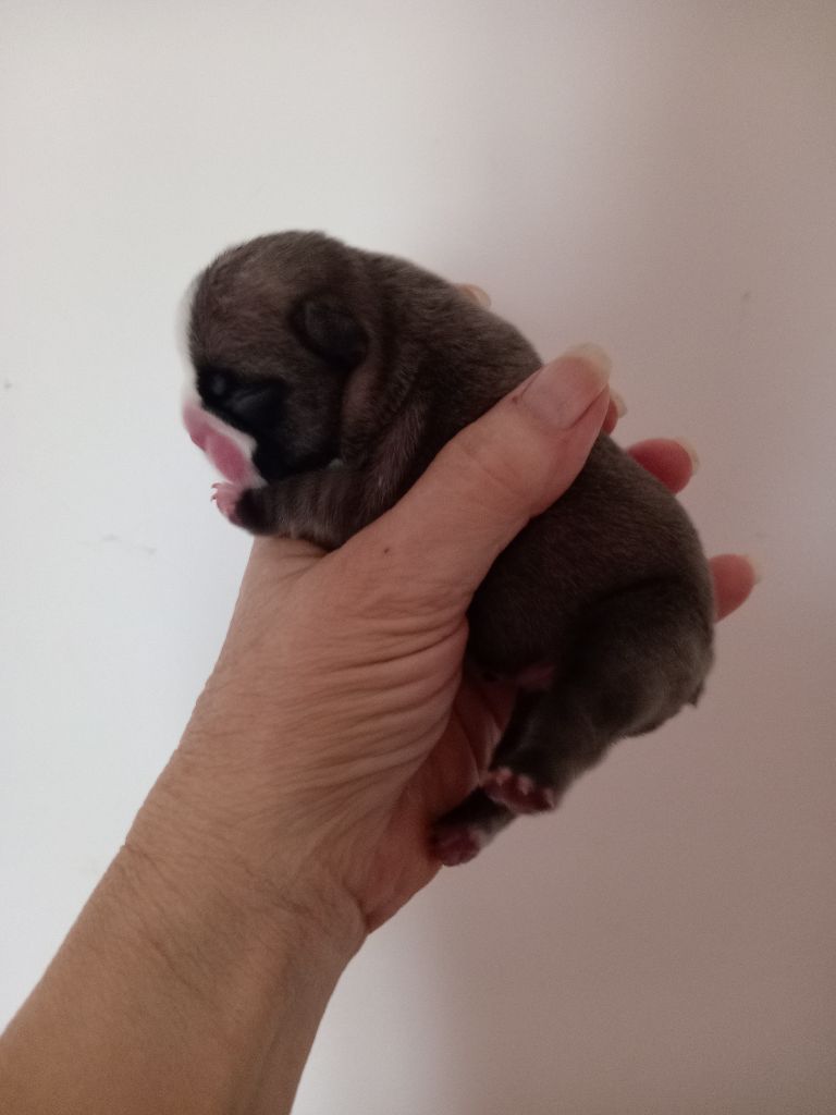 Opalys Bulls - Chiot disponible  - Bouledogue français