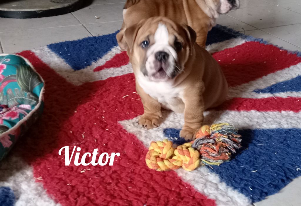 Opalys Bulls - Chiot disponible  - Bulldog Anglais