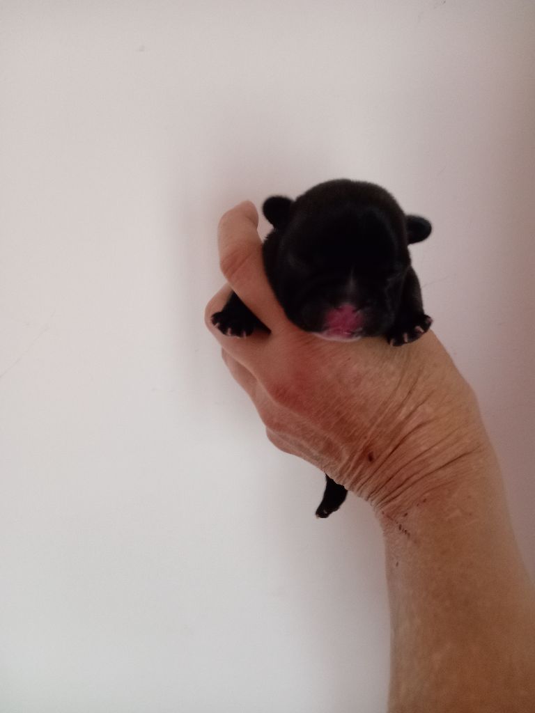 Opalys Bulls - Chiot disponible  - Bouledogue français