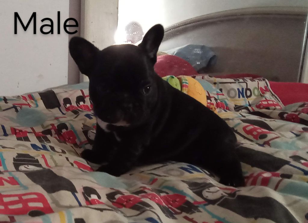 Opalys Bulls - Chiot disponible  - Bouledogue français