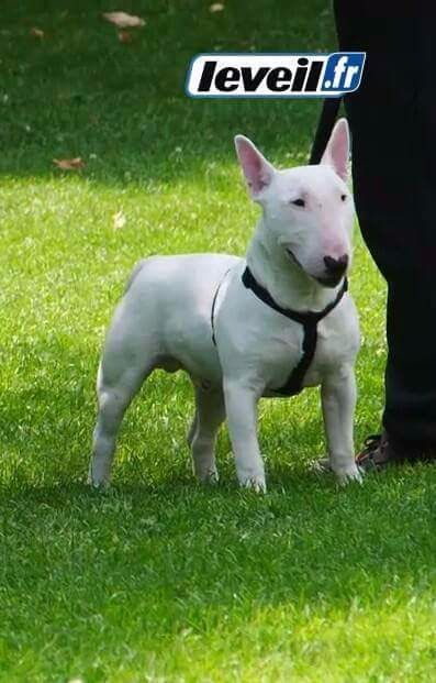 Opalys Bulls Impact destroyer