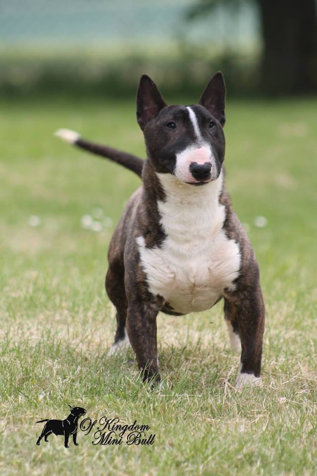 N'inch edition Of Kingdom Mini Bull