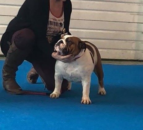 Opalys Bulls Lucy-concept