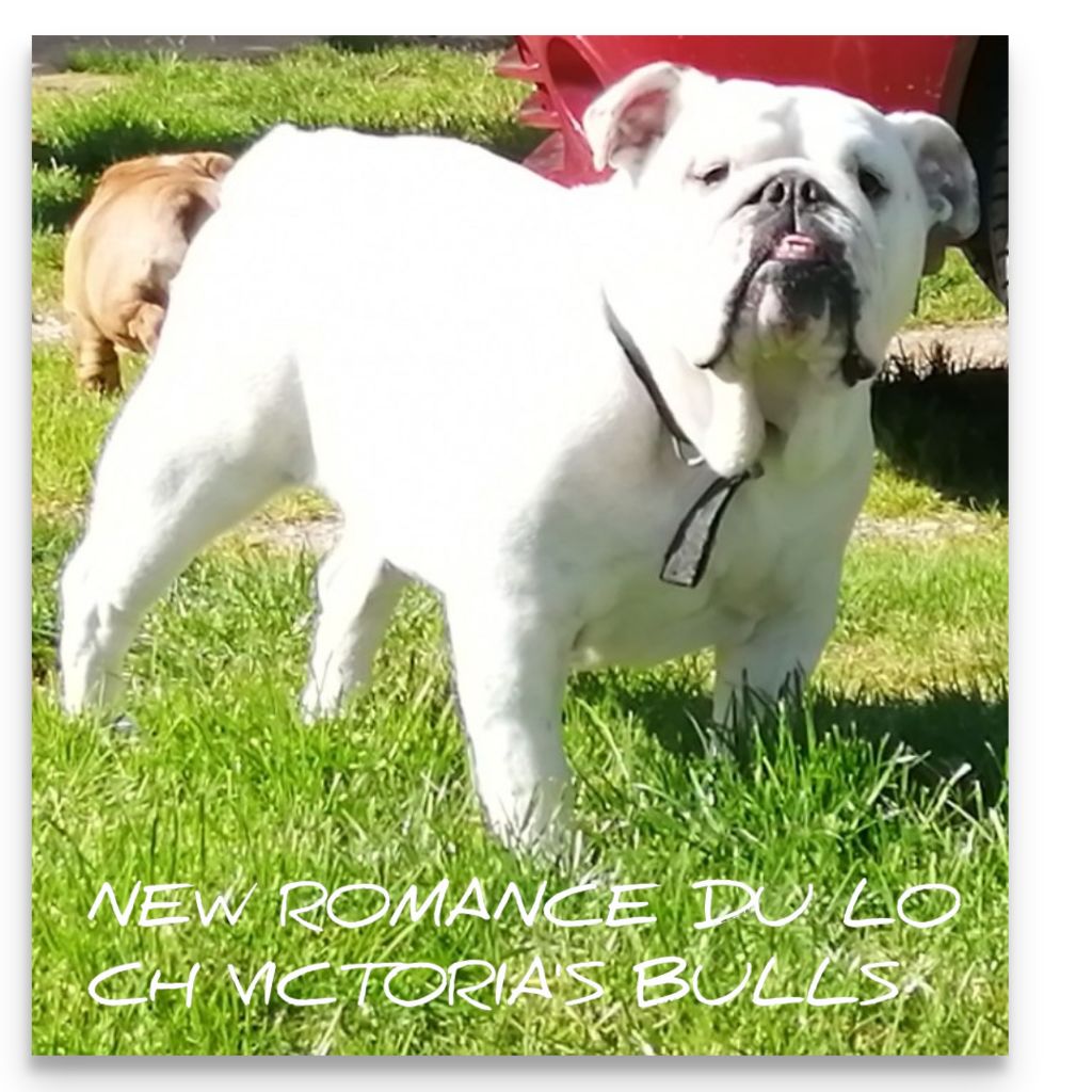 New romance du Loch Victoria's bulls