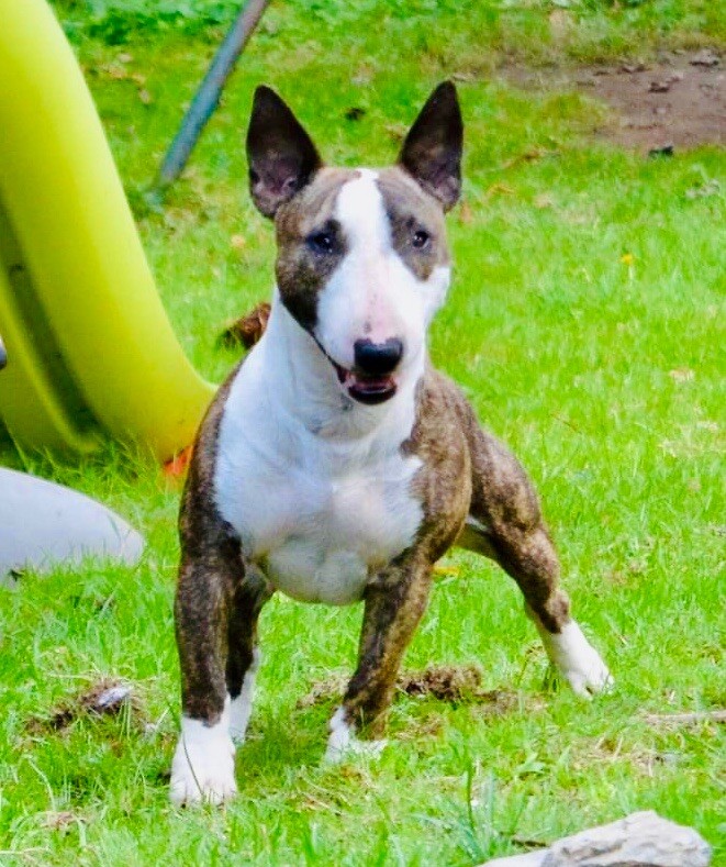 Opalys Bulls Or fée lady