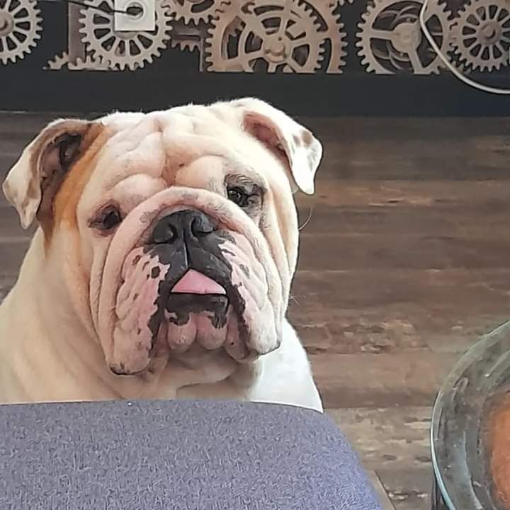 Opalys Bulls Pepone