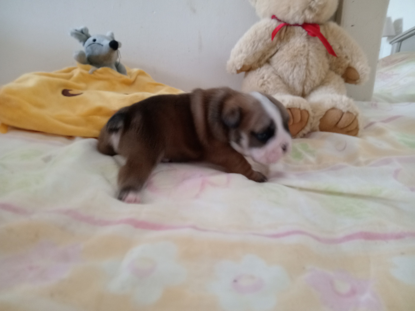 Chiot Bulldog Anglais Opalys Bulls