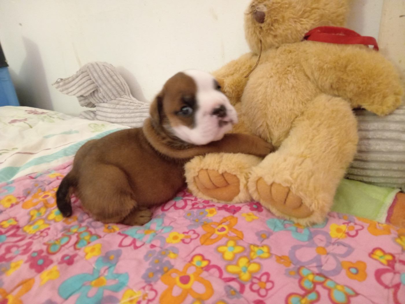Chiot Bulldog Anglais Opalys Bulls