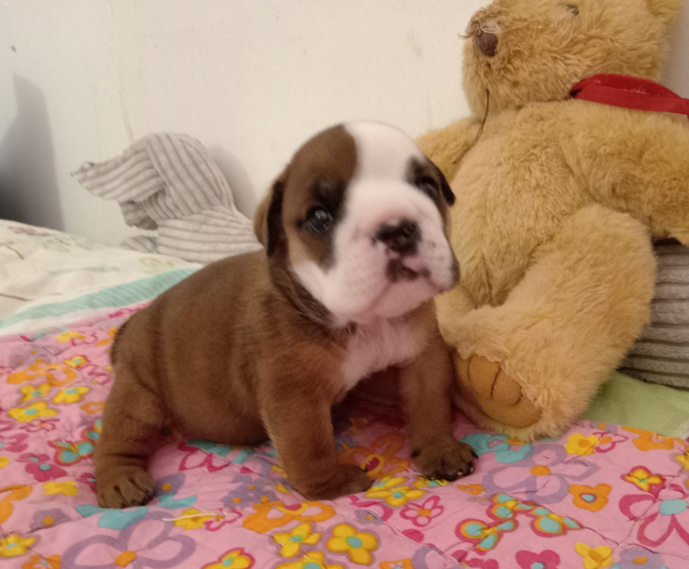 Opalys Bulls - Chiots disponibles - Bulldog Anglais