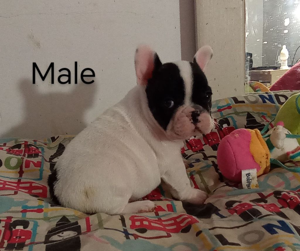 Opalys Bulls - Chiots disponibles - Bouledogue français